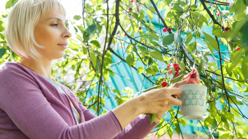 Arborele de cauciuc: cum să-l cultivi și îngrijești